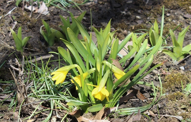 Wee short little daffodils (aneogarden.wordpress.com)