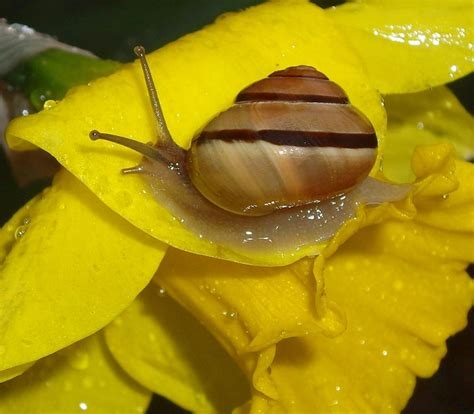 Snail on daffodil (flickriver.com)