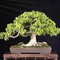 Weeping fig bonsai (ebay.com)