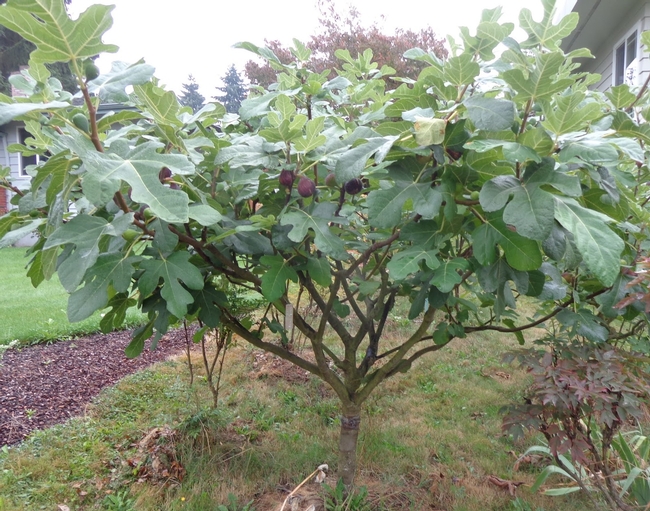 Garden fruit fig, relative of Ficus benjamina (growinggreener.blogspot.com)
