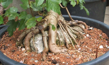 Bonsai roots spread over a stone (bonsai4me.com)