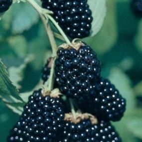 Thornless blackberry (pinterest.com)