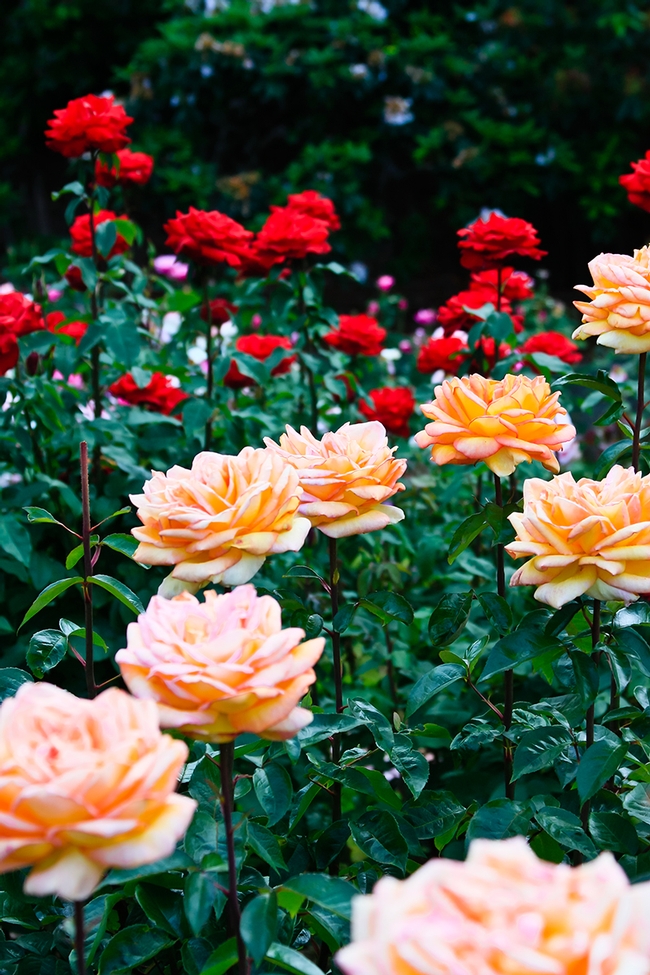 Roses in the Portland Rose Garden. (partaste.com)