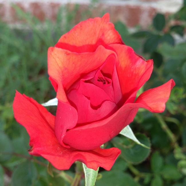 Hybrid tea rose, generally a single rose on a stem, and generally fragrant. (jacksonandperkins.com)