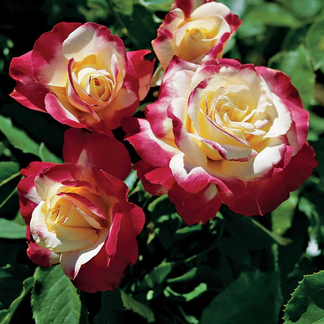 Double Delight rose.  (jacksonandperkins.com)