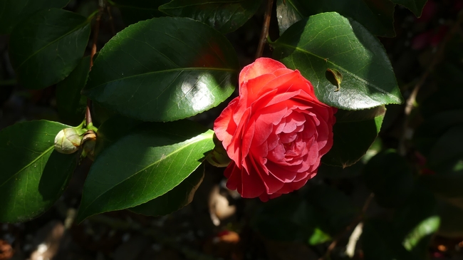 Camellia.  (guillaume-gaudinat-unsplash)