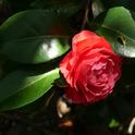Camellia.  (guillaume-gaudinat-unsplash)