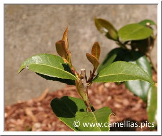 Camellia pruning. (camellias.pics)
