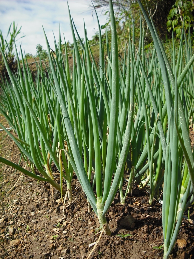 Bunching/Green onions. (asia.seeds.com)