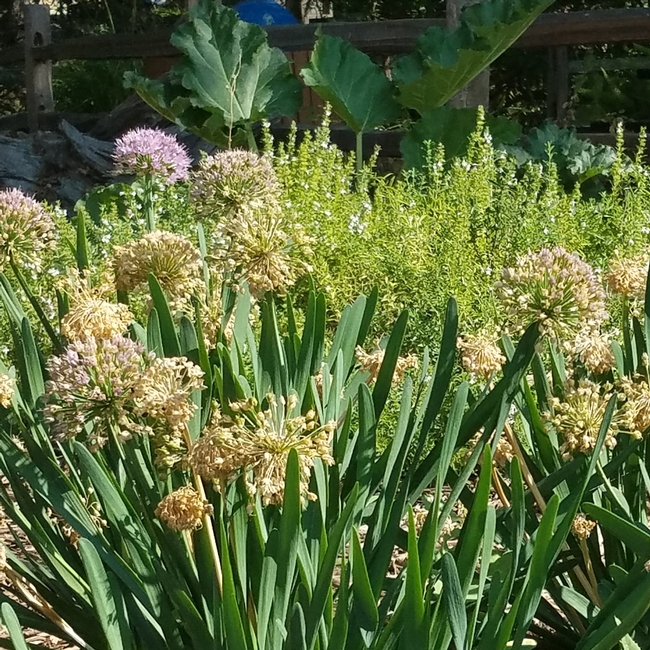 Garlic blossoming at the French Laundry garden. (crushedgrapechronicles.com)