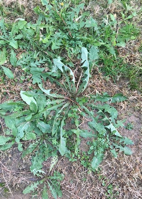 Weeds take nutrients and water from the plants you want! (extension.msstate.edu)