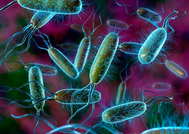 Even manure from herbivores can be contaminated.  E. coli bacteria photo by David Mack. (fineartamerica.com)
