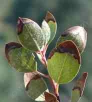 Burned leaf tips may indicate high nitrogen in the soil. (laspilitas.com)