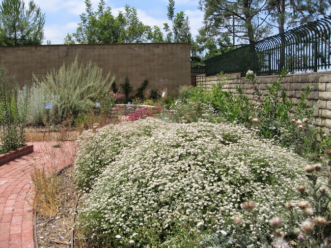 California buckwheat in a garden setting. (Mother Nature's Backyard - blogger)