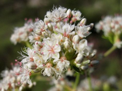 California buckwheat blossoms up close. (calscape.org)
