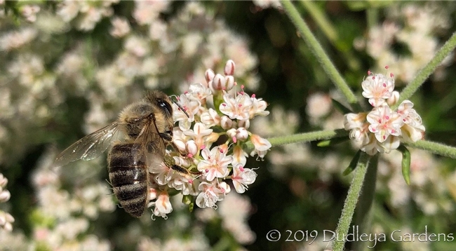 California buckwheat attracts bees. (DudleyaGardens)