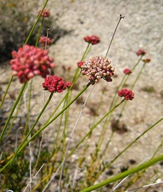 Coastal California buckwheat. (Ciar - calscape.org)