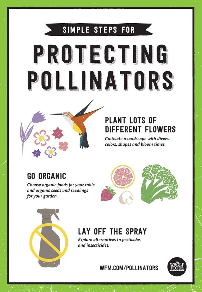 We can protect pollinators. (pinterest.com.mx)