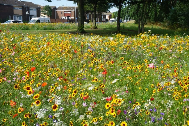 Roadside wildflowers are insect habitat. (theconversation.com)