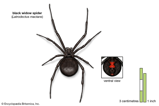 Black widow spider. She will leave you alone if you leave her alone.(britannica.com)