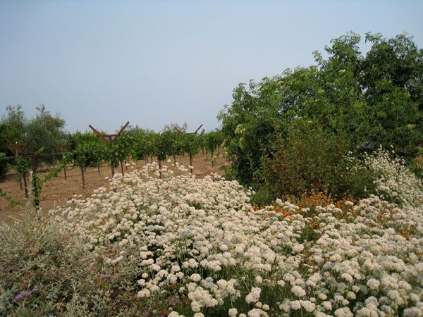 Hedgrows in Napa Valley provide insect habitat. (pinterest.com)