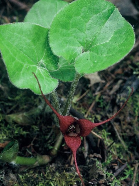 Wild ginger, bloom--it's very small. (pinterest.com)