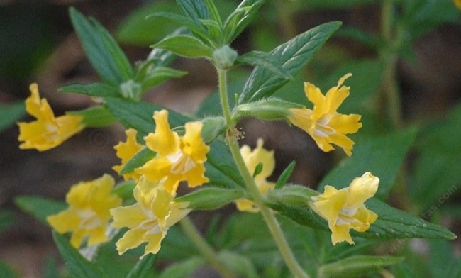 Monkey flower, Diplacus spp. (laspilitas.com)