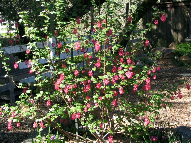 Red flowering currant. (pinterest.com)