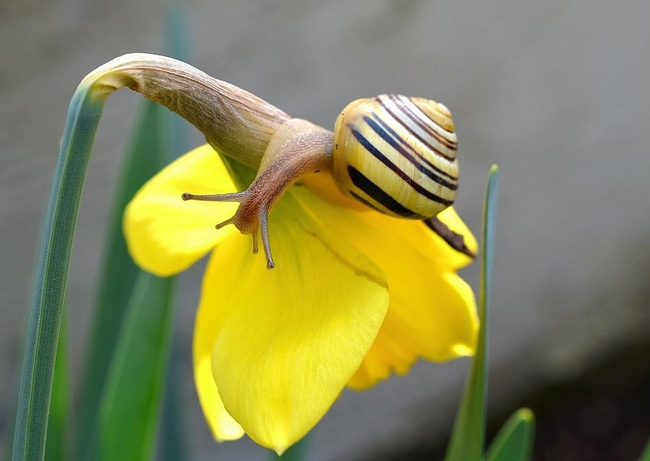 Snail and daffodil. (pixels.com)