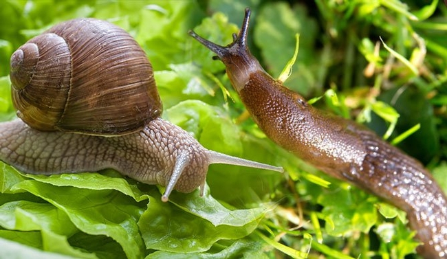 Snail and slug. (pestwiki.com)