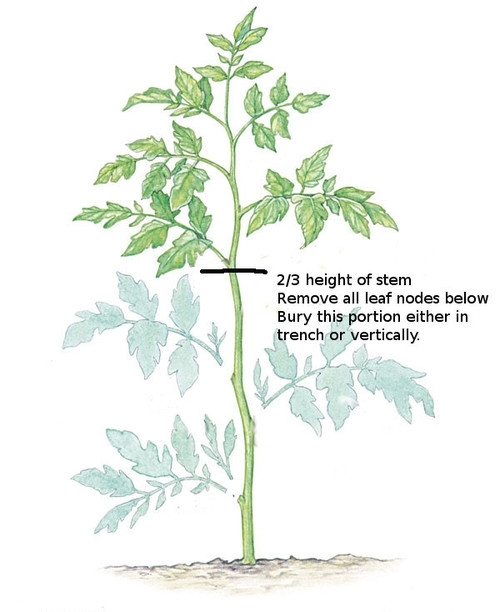 Plant tomatoes deeply--they grow more roots.  (UCANR.edu)