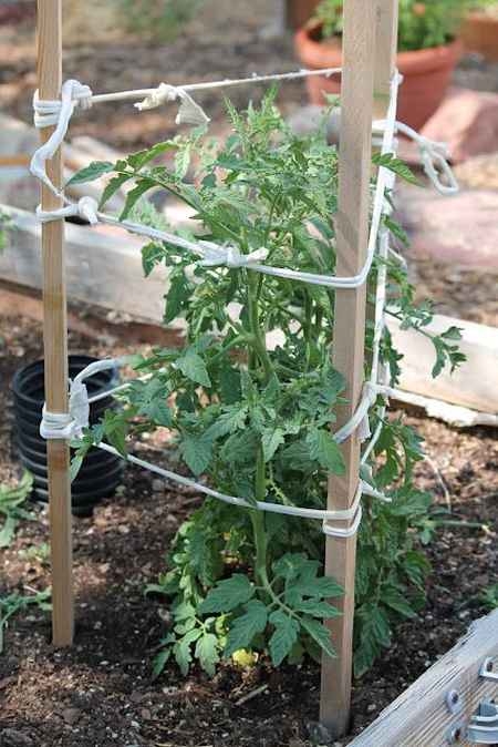 Provide tomatoes with support. (homestead-and-survival.com)