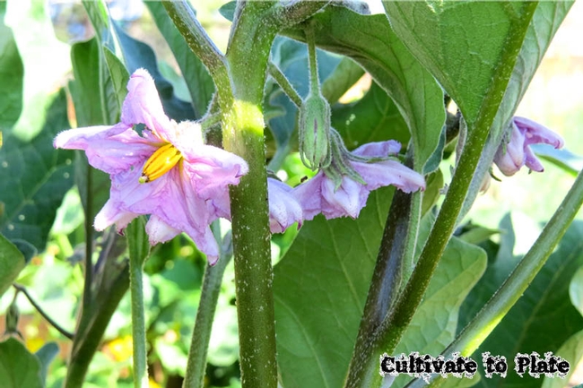 Eggplant flowers. (cultivatetoplate.com)
