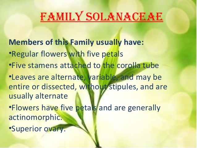 Solanaceae family characteristics. (slideshare.net)