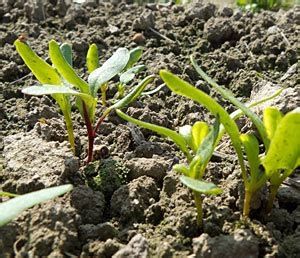Thin seedlings and put thinnings in salad! (gardeners.com)