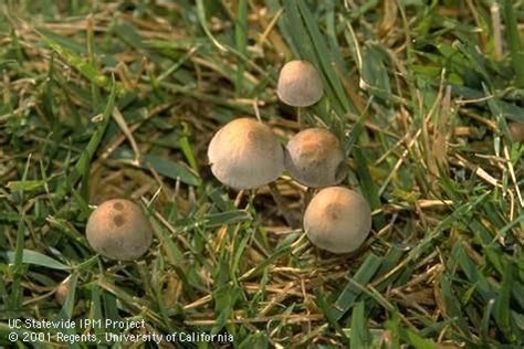 Fungi in lawn. (UC IPM)