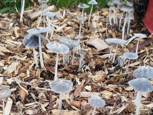 Bark compost with fungi. (backyardgardenlover.com)