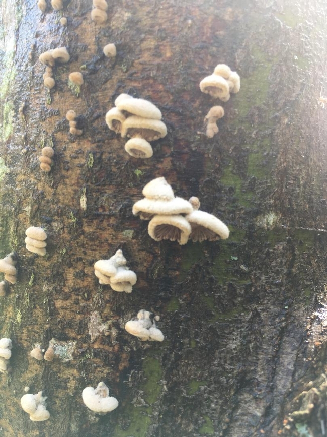 Fungi on tree. When this is on the outside, the fungi is deep inside the tree. (ucanr.edu)