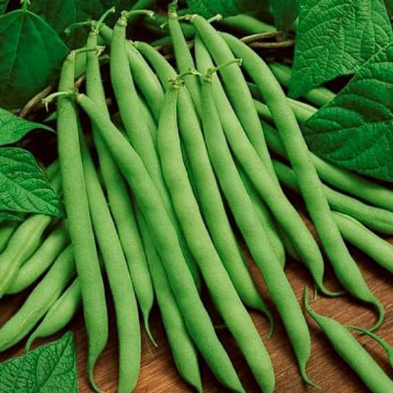 Here are the Blue Lake green beans. (etsy.com)