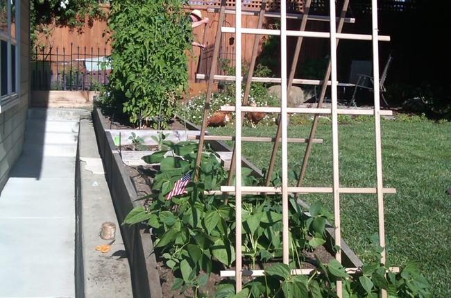 Provide strong and tall support for pole beans. (hensongs.com)