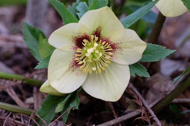Close-up of hellebore flower. (blog.plantdelights.com)