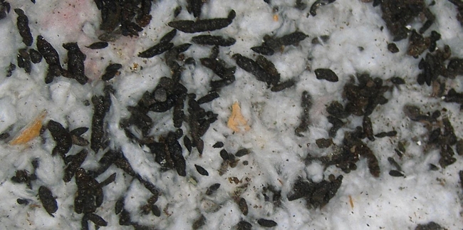 Bat guano looks like mice droppings clustered together (wildliferemovalusa.com(