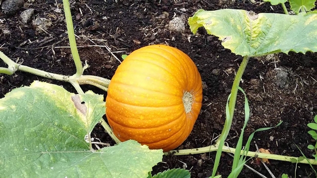 Still time for pumpkins, though maybe not gigantic ones. (youtube.com)