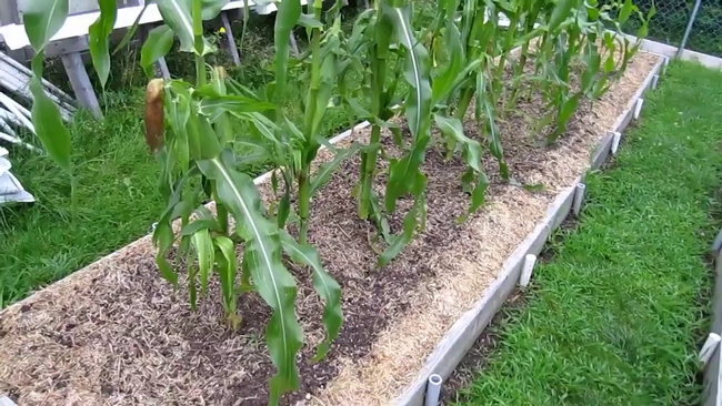 Not enough water for corn this year. (youtube.com)