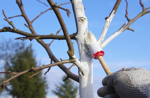 Painting tree trunks helps prevent sunburn. (hunker.com)