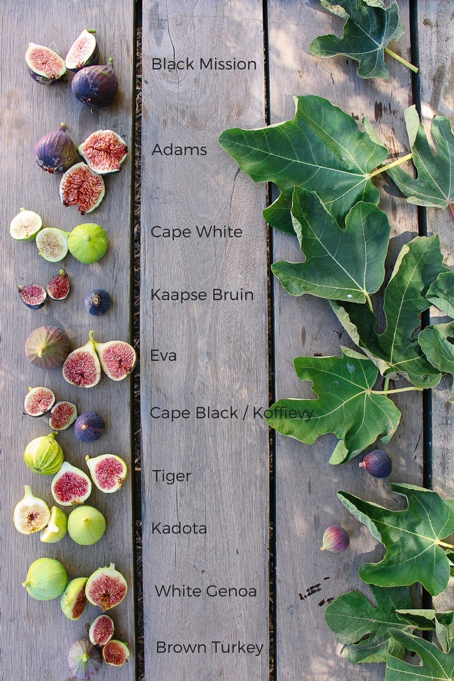 Just a few of the gazillion fig varieties. (babylonstoren.com)