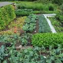 Abundant vegetable garden. (pinterest.com)