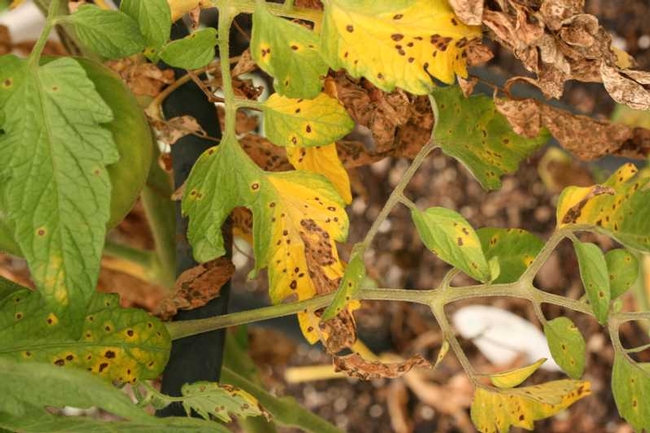 Shovel prune diseased or failing plants. (theplantguide.net)