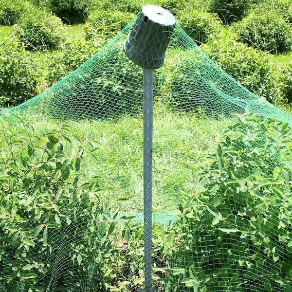 Keep your berries for YOU with bird netting. (pinterest.com)