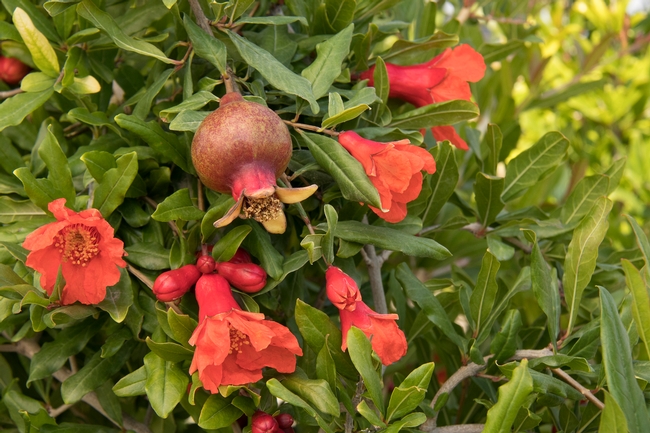 Pomegranate blossoms. (monrovia.com)